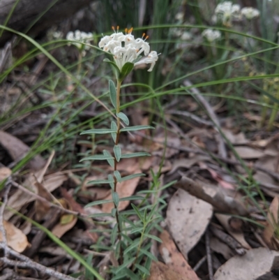Pimelea linifolia subsp. linifolia (Queen of the Bush, Slender Rice-flower) at Currawang, NSW - 22 Nov 2020 by camcols