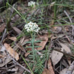 Pimelea linifolia subsp. linifolia at Currawang, NSW - 22 Nov 2020