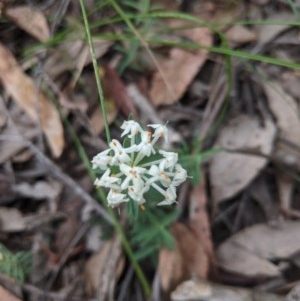 Pimelea linifolia subsp. linifolia at Currawang, NSW - 22 Nov 2020