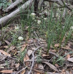 Pimelea linifolia subsp. linifolia at Currawang, NSW - 22 Nov 2020