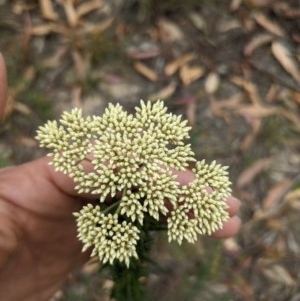 Cassinia longifolia at Currawang, NSW - suppressed