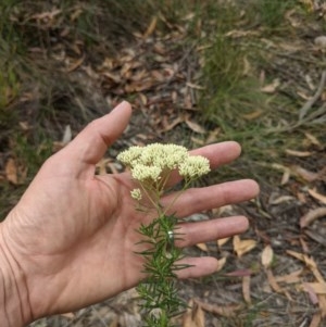 Cassinia longifolia at Currawang, NSW - suppressed