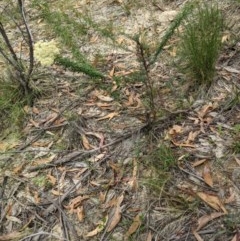 Cassinia longifolia at Currawang, NSW - suppressed