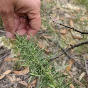 Cassinia longifolia at Currawang, NSW - suppressed