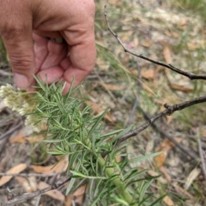 Cassinia longifolia at Currawang, NSW - 26 Dec 2020
