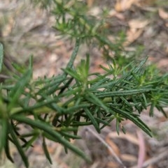 Cassinia longifolia at Currawang, NSW - suppressed