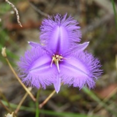 Thysanotus tuberosus subsp. tuberosus (Common Fringe-lily) at Kambah, ACT - 25 Dec 2020 by MatthewFrawley