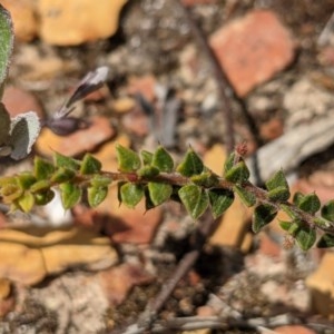 Acacia gunnii at Currawang, NSW - suppressed