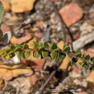 Acacia gunnii at Currawang, NSW - 26 Dec 2020