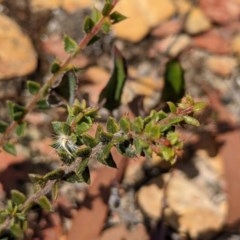 Acacia gunnii at Currawang, NSW - suppressed