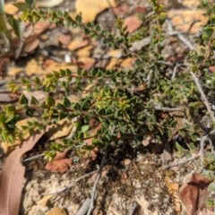 Acacia gunnii at Currawang, NSW - 26 Dec 2020