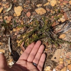 Acacia gunnii at Currawang, NSW - suppressed