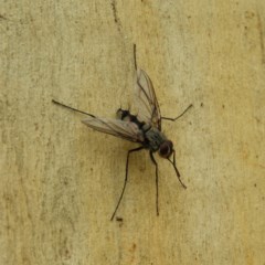 Prosena sp. (genus) (A bristle fly) at Mount Taylor - 25 Dec 2020 by MatthewFrawley