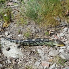 Tiliqua nigrolutea (Blotched Blue-tongue) at Namadgi National Park - 24 Dec 2020 by cowonu