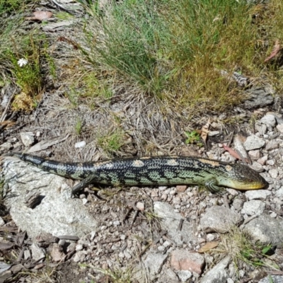 Tiliqua nigrolutea (Blotched Blue-tongue) at Cotter River, ACT - 24 Dec 2020 by cowonu