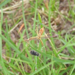 Argiope protensa at Kambah, ACT - 26 Dec 2020