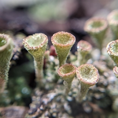 Cladonia sp. (genus) (Cup Lichen) at Currawang, NSW - 26 Dec 2020 by camcols