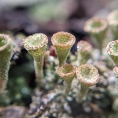 Cladonia sp. (Cup Lichen) at Currawang, NSW - 26 Dec 2020 by camcols