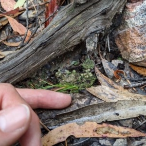 Cladonia sp. (genus) at Currawang, NSW - 26 Dec 2020