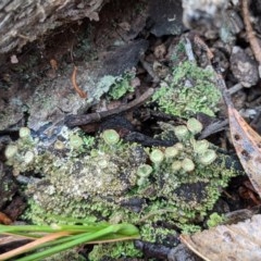 Cladonia sp. (genus) at Currawang, NSW - 26 Dec 2020