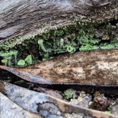 Cladonia sp. (genus) at Currawang, NSW - 26 Dec 2020