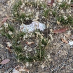 Rytidosperma sp. (Wallaby Grass) at Currawang, NSW - 26 Dec 2020 by camcols