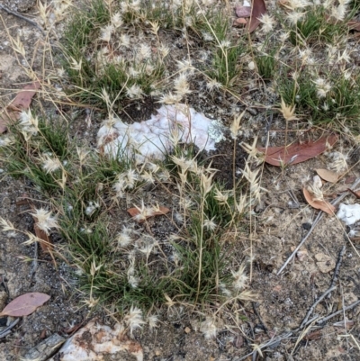 Rytidosperma (genus) (Wallaby Grass) at Currawang, NSW - 26 Dec 2020 by camcols