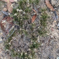 Rytidosperma sp. at Currawang, NSW - 26 Dec 2020