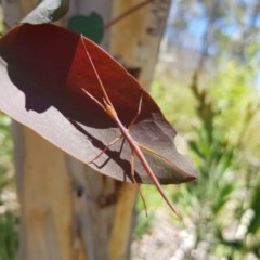 Ctenomorpha marginipennis (Margin-winged stick insect) at Cotter River, ACT - 23 Dec 2020 by cowonu