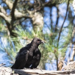 Corcorax melanorhamphos (White-winged Chough) at Penrose - 23 Dec 2020 by Aussiegall