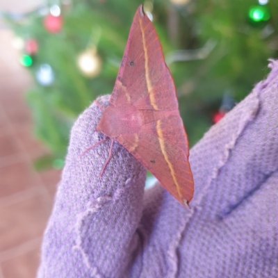 Oenochroma vinaria (Pink-bellied Moth, Hakea Wine Moth) at QPRC LGA - 23 Dec 2020 by Nature2020