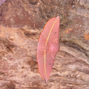 Oenochroma vinaria at Sutton, NSW - suppressed