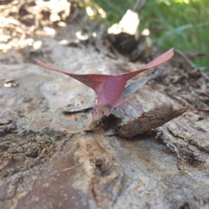 Oenochroma vinaria at Sutton, NSW - suppressed