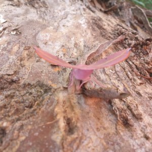 Oenochroma vinaria at Sutton, NSW - suppressed