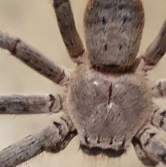 Isopeda sp. (genus) (Huntsman Spider) at Gundaroo, NSW - 20 Dec 2020 by Gunyijan