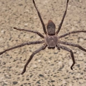 Isopeda sp. (genus) at Gundaroo, NSW - 20 Dec 2020