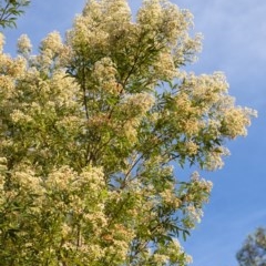 Ceratopetalum gummiferum (New South Wales Christmas-bush, Christmas Bush) at Penrose - 14 Dec 2020 by Aussiegall