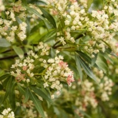 Ceratopetalum gummiferum at Penrose - 14 Dec 2020