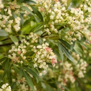 Ceratopetalum gummiferum at Penrose - 14 Dec 2020