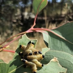 Pseudoperga sp. (genus) (Sawfly, Spitfire) at Hughes Garran Woodland - 27 Dec 2020 by ruthkerruish