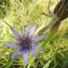 Tragopogon porrifolius subsp. porrifolius (Salsify, Oyster Plant) at Kambah, ACT - 27 Dec 2020 by HelenCross