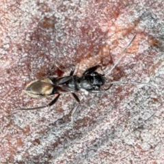 Daerlac cephalotes (Ant Mimicking Seedbug) at Bruce, ACT - 27 Dec 2020 by Roger