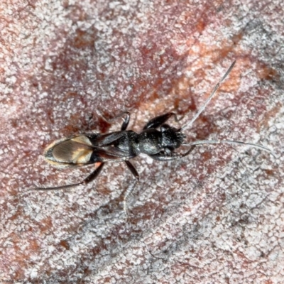 Daerlac cephalotes (Ant Mimicking Seedbug) at Bruce, ACT - 26 Dec 2020 by Roger