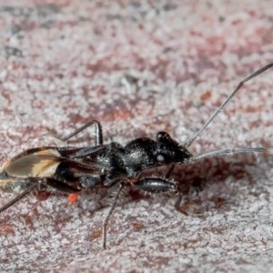 Daerlac cephalotes at Bruce, ACT - 27 Dec 2020