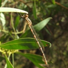 Austrolestes leda (Wandering Ringtail) at Kambah, ACT - 27 Dec 2020 by HelenCross