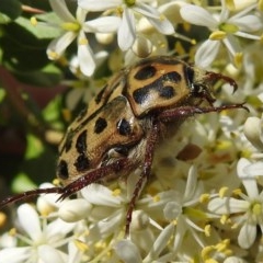 Neorrhina punctatum (Spotted flower chafer) at Kambah, ACT - 27 Dec 2020 by HelenCross