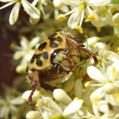 Neorrhina punctata at Kambah, ACT - 27 Dec 2020