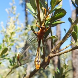 Nymphes myrmeleonoides at Kambah, ACT - 27 Dec 2020 09:41 AM