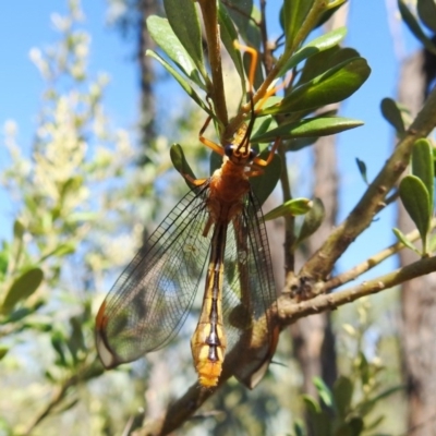 Nymphes myrmeleonoides (Blue eyes lacewing) at Kambah, ACT - 26 Dec 2020 by HelenCross