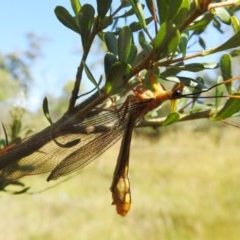 Nymphes myrmeleonoides at Kambah, ACT - 27 Dec 2020 09:41 AM